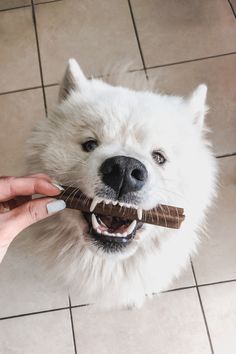 a white dog chewing on a piece of chocolate