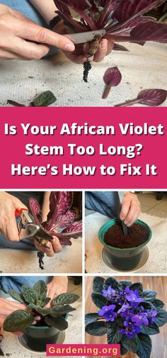 Is Your African Violet Stem Too Long? Here’s How to Fix It African Violet Care, African Violet Pots, African Violets Plants, Inside Garden, Household Plants, Violet Plant, Inside Plants, Growing Plants Indoors, Indoor Gardens