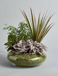 an arrangement of plants in a glass bowl