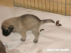 a siamese cat playing with a toy snake