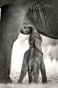 an adult and baby elephant standing next to each other with their trunk in the air