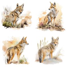 four watercolor paintings of wolfs in different poses