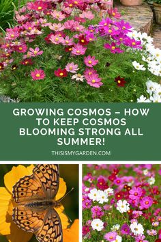 flowers and butterflies with text that reads growing cosmos - how to keep the blooming strong all summer