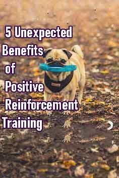 a pug dog carrying a frisbee in it's mouth with the words, 5 unexpected benefits of positive reiniturement training