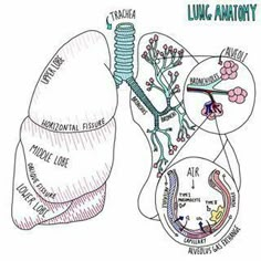 a diagram of the lungs and its functions