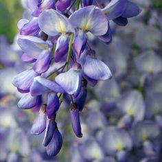 purple flowers are blooming in the garden