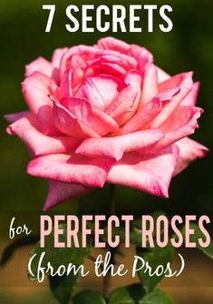 a pink rose with the words 7 secrets for perfect roses from the pros on it