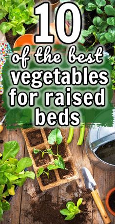 best vegetables for raised beds Raised Beds Veggie Garden, Raised Bed Plants Ideas, Best Vegetable To Grow In Raised Beds, Beginning Vegetable Garden, What Grows Best In Raised Beds, What To Plant In My Raised Garden, Easiest Vegetables To Grow Raised Beds, Vegetables To Grow In Raised Beds, Vegetables In Raised Garden Beds