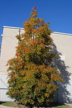 an orange tree in front of a building with red berries on it's leaves