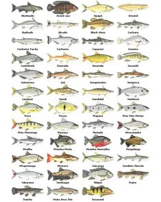 the different types of fish that can be seen in this image, and what they are labeled