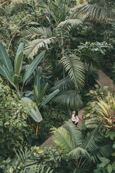 a woman standing in the middle of a jungle filled with green plants and palm trees