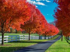 Autumn Blaze Red Maple Tree (7888767254783) Chinese Maple Tree, Red Maple Tree Landscaping, Maple Tree Landscape, Autumn Blaze Maple, Driveway Entrance Landscaping, Fall Color Trees, Acer Rubrum, Red Maple Tree, Tree Lined Driveway