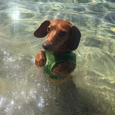 a brown dog standing in the water with his paws on its chest