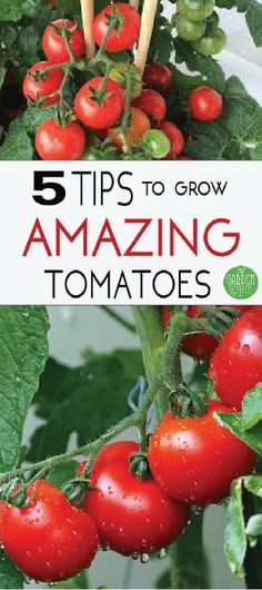 tomatoes growing on the vine with text overlay reading 5 tips to grow amazing tomatoes