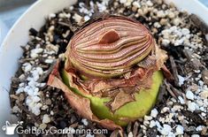 a close up of a plant in a pot with dirt and gravel around it,