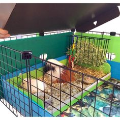 a guinea pig in its cage at the petting zoo with hay and plants inside