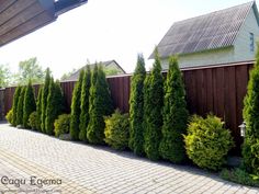 a row of trees next to a brick walkway in front of a wooden fence and house