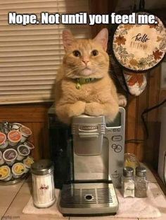 an orange cat sitting on top of a coffee machine with captioning nope not until you feed me