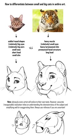 how to draw an animal's face with different angles and colors, including the head