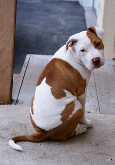 a brown and white dog sitting on top of a sidewalk