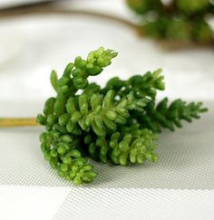 a close up of a plant on a white table cloth with other plants in the background