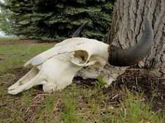 an animal skull is lying in the grass next to a tree with horns on it