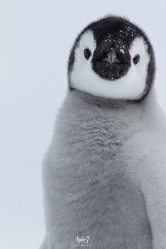 a close up of a penguin with snow on its face