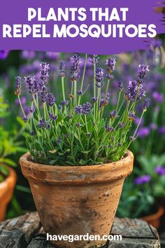 lavender plants in a pot with text overlay that reads, how to grow purple flowers that repel mosquitoes