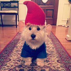 a white dog wearing a red hat and blue shirt