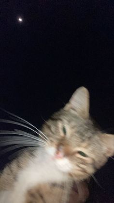 a close up of a cat on a person's arm with the moon in the background