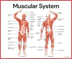 an image of the muscles and their major functions in human body diagram with caption