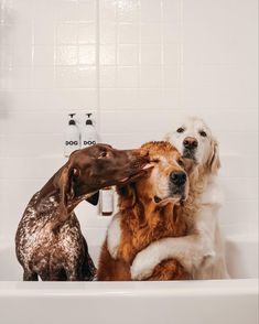 three dogs are sitting in the bathtub with their heads on each other's shoulders