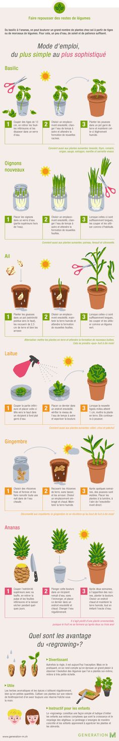 the different types of plants in pots