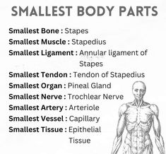 the muscles and their names are labeled in this diagram, which includes each muscle type