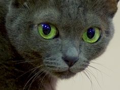 a gray cat with green eyes looking at the camera