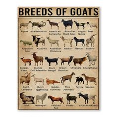 a poster with different breeds of goats on it's sides and the names of them