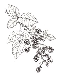 blackberries on the branch with leaves and berries drawn by hand in pencil, isolated against a white background