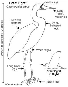 the great egret bird is labeled in this diagram