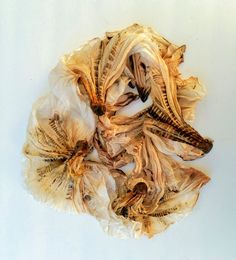 dried flower petals on white background with clippings