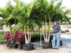 a man standing next to some palm trees and potted plants in front of him