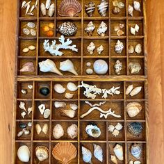 two wooden boxes filled with different types of seashells