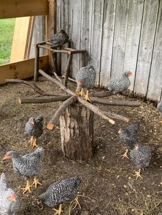 There is a stump with branches all nailed from the centre out to make a sunburst pattern.  Black and white chickens are sitting on the branches and running around the coop. Chicken Roost, Chicken Coop Garden, Backyard Chicken Coop Plans, Chicken Pen, Diy Chicken Coop Plans, Chicken Feeders