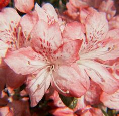 pink flowers are blooming in the garden