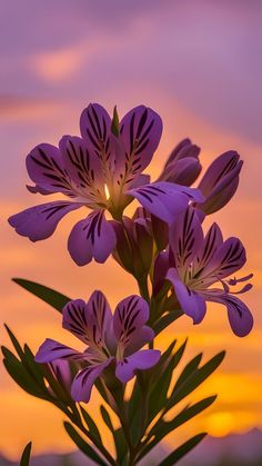 purple flowers are blooming in front of an orange sky