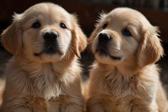 two golden retriever puppies sitting next to each other