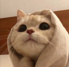 a cat wrapped in a blanket sitting on top of a bed with it's eyes wide open