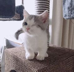 a cat sitting on top of a chair in front of a window and looking at the camera