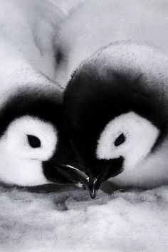 two baby penguins are huddled together in the snow