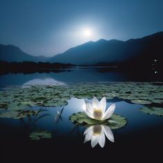 a large white flower sitting on top of a lake next to water lillies at night