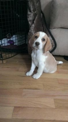 a puppy sitting on the floor in front of a dog crate and looking at the camera